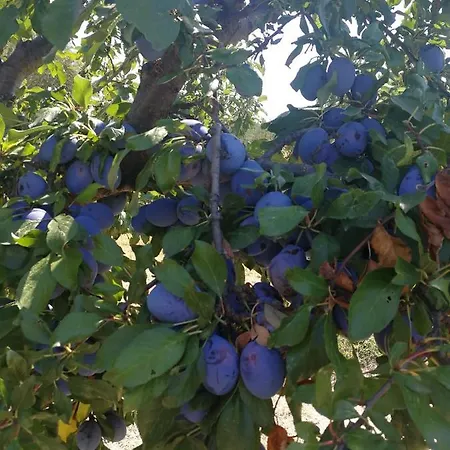 Lejlighed Paradise *